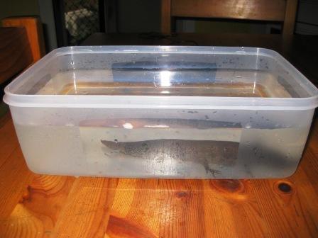 Side view of axolotl in plastic tub