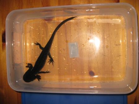 View from above of axolotl in plastic tub