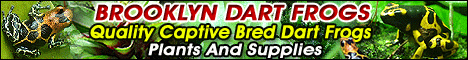 Brooklyn Dart Frogs - healthy captive-bred poison dart frogs and quality natural terrarium and vivarium design, consultation, sales and service