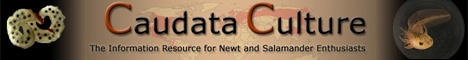 Caudata Culture