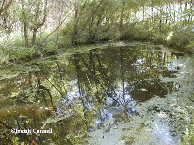 Ambystoma annulatum habitat
