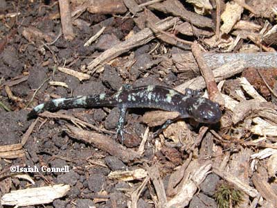 Ambystoma annulatum