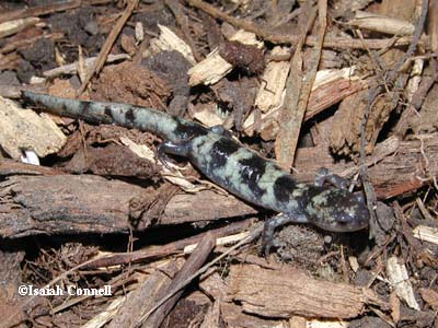 Ambystoma annulatum