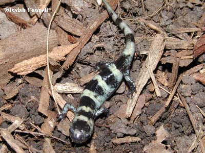 Ambystoma annulatum