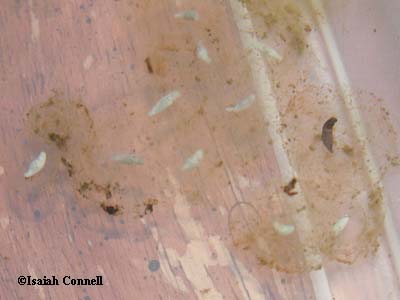 Ambystoma annulatum