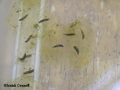 Ambystoma annulatum