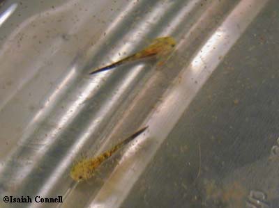 Ambystoma annulatum
