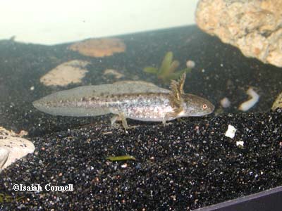 Ambystoma annulatum