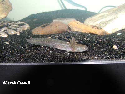 Ambystoma annulatum