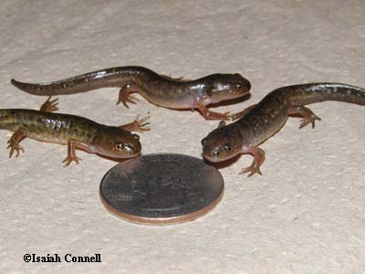 Ambystoma annulatum