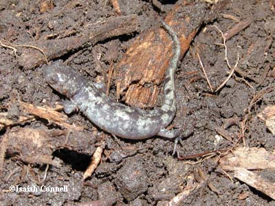 Ambystoma annulatum