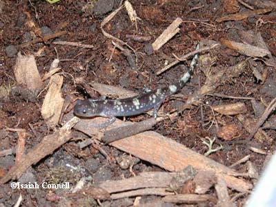 Ambystoma annulatum