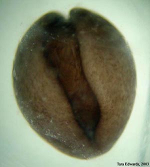 Ambystoma maculatum embryo