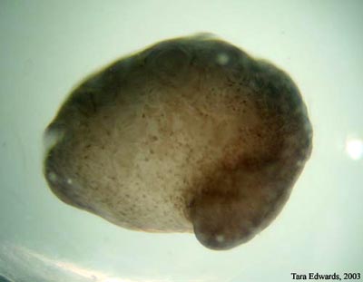 Ambystoma maculatum embryo