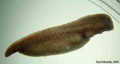 Ambystoma maculatum embryo