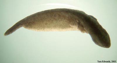 Ambystoma maculatum embryo