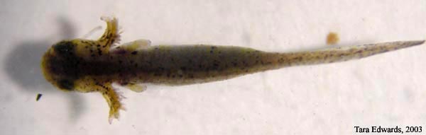 Ambystoma maculatum embryo