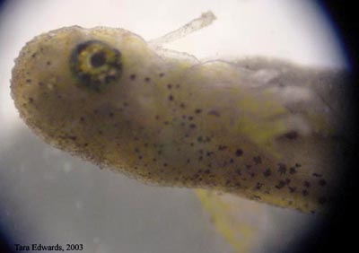 Ambystoma maculatum embryo