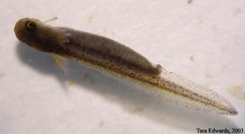 Ambystoma maculatum embryo