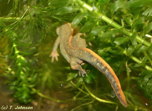 Cynops cyanurus laying egg