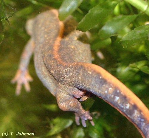 Cynops cyanurus laying egg