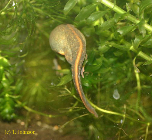 Cynops cyanurus laying egg
