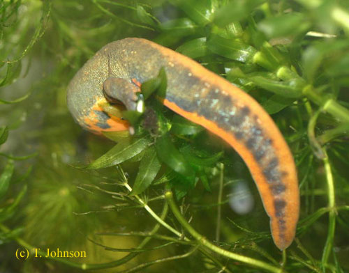 Cynops cyanurus laying egg