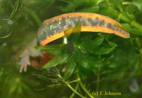 Cynops cyanurus laying egg