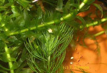 Cynops cyanurus laying egg