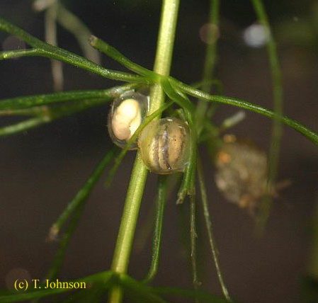 Cynops cyanurus laying egg