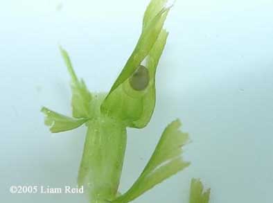 N. viridescens embryo