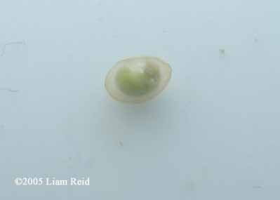N. viridescens embryo