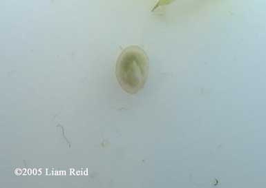 N. viridescens embryo