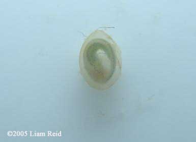 N. viridescens embryo
