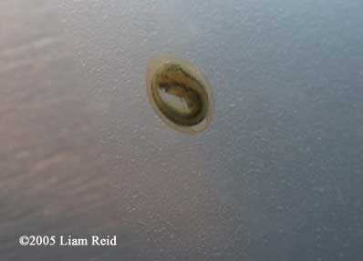 N. viridescens embryo