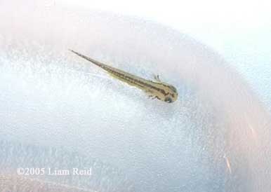 N. viridescens larva