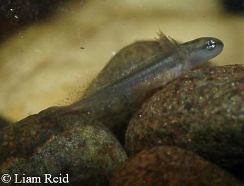 N. viridescens larva