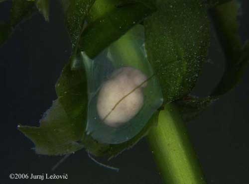 P. hongkongensis embryo