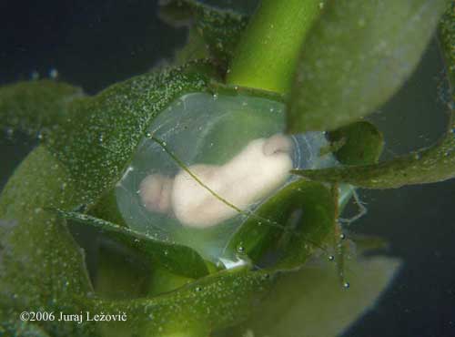 P. hongkongensis embryo