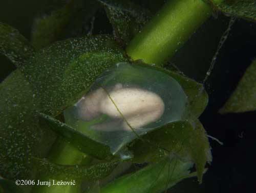 P. hongkongensis embryo