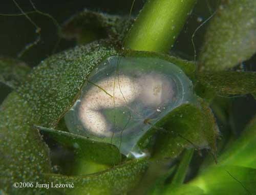 P. hongkongensis embryo