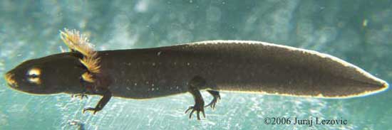 P. hongkongensis larva