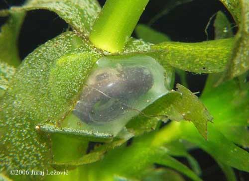 P. hongkongensis embryo