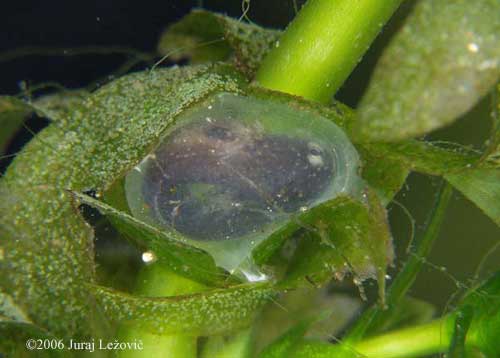 P. hongkongensis embryo