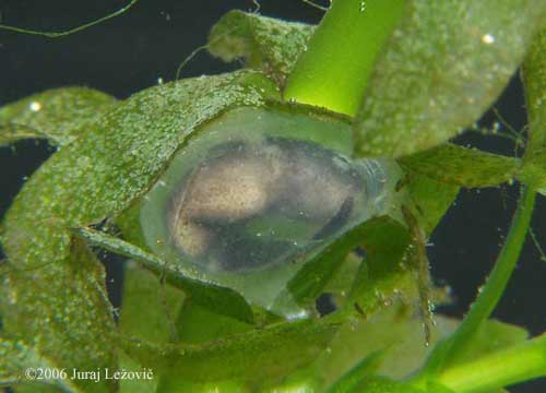 P. hongkongensis embryo