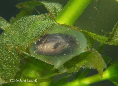 P. hongkongensis embryo