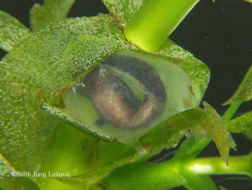 P. hongkongensis embryo