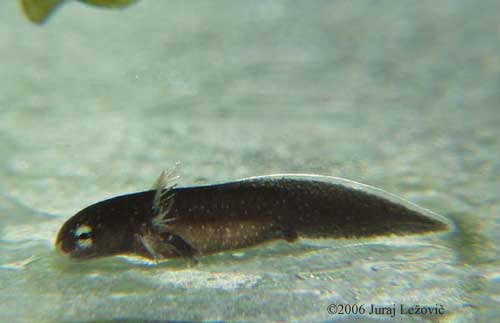 P. hongkongensis larva