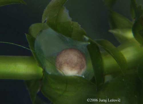 P. hongkongensis embryo