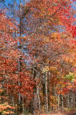 Autumn woodland